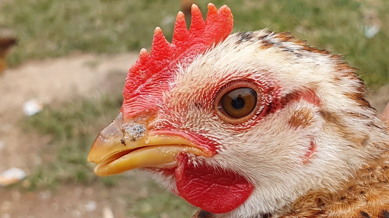Triệu chứng bệnh sổ mũi ở gà